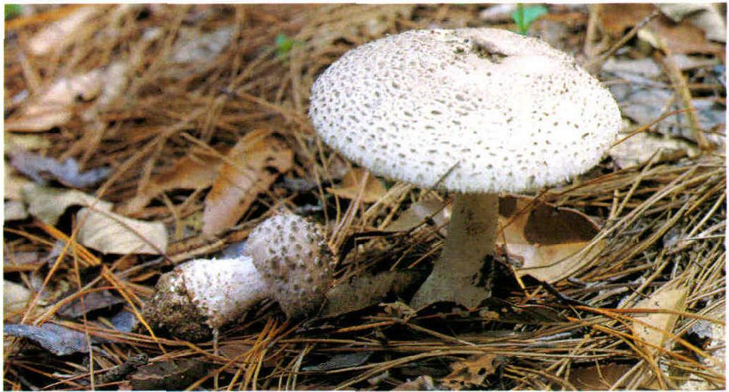 Amanita fritillaria (Berk.) Sacc.